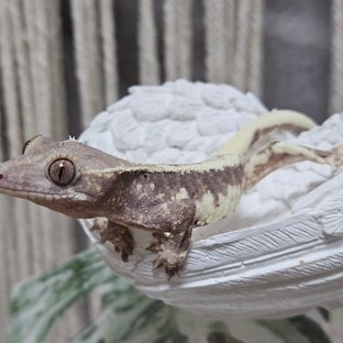 한우