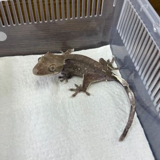 아잔틱