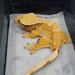 트라이
