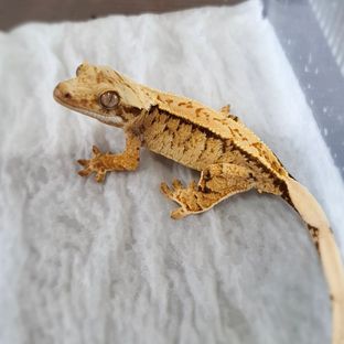 트라이 익스트림할리퀸