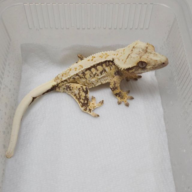 트라이