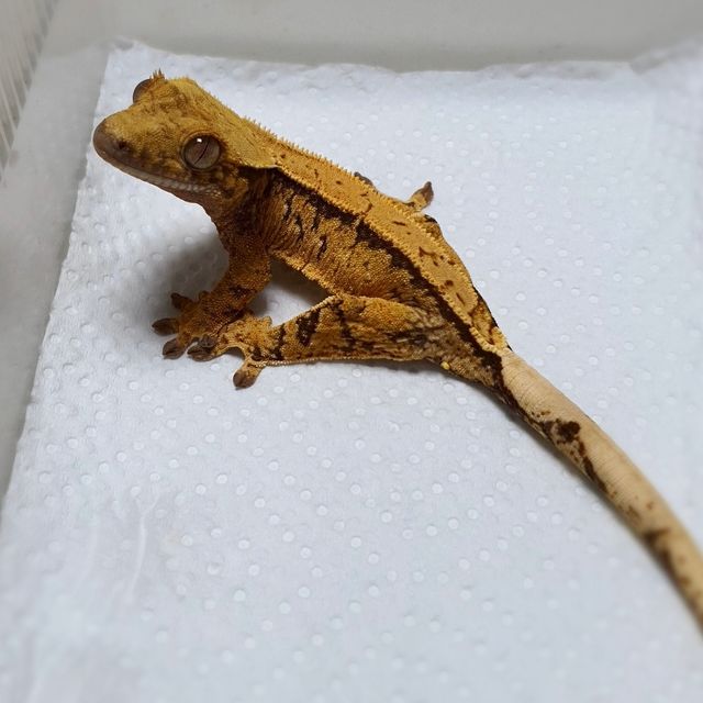 트라이