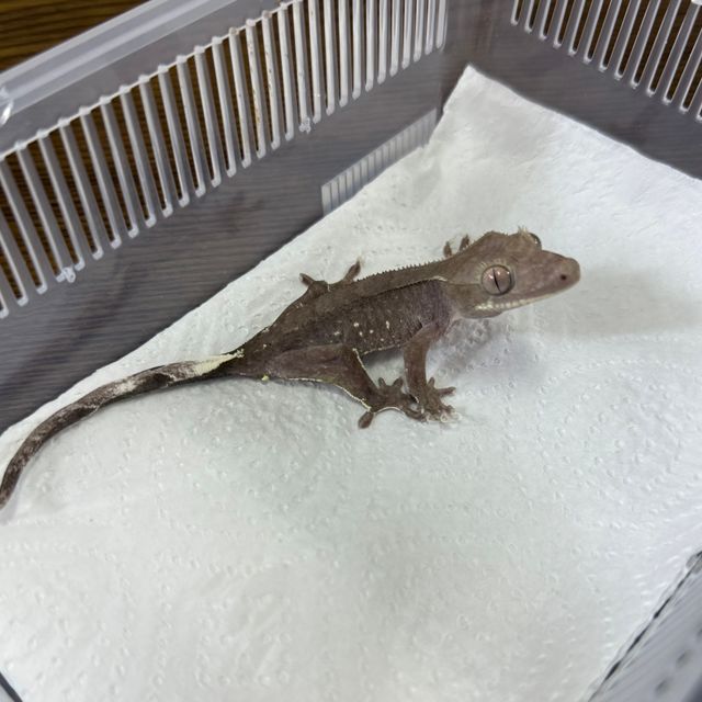 아잔틱
