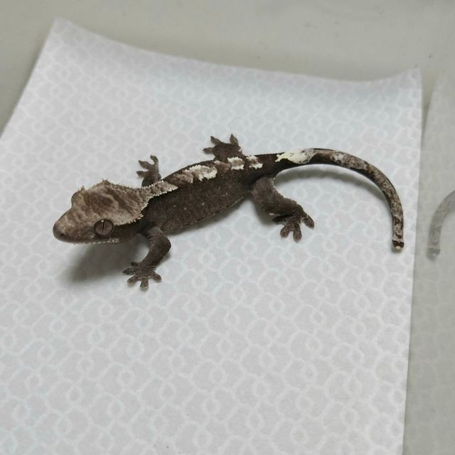 아잔틱