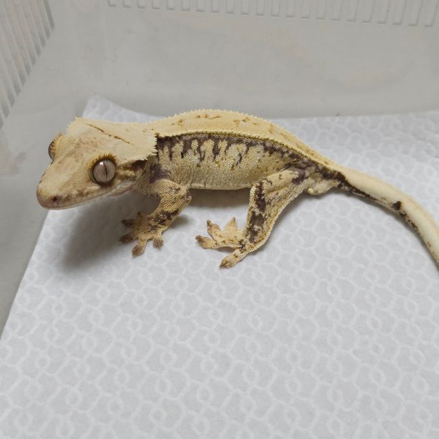 트라이