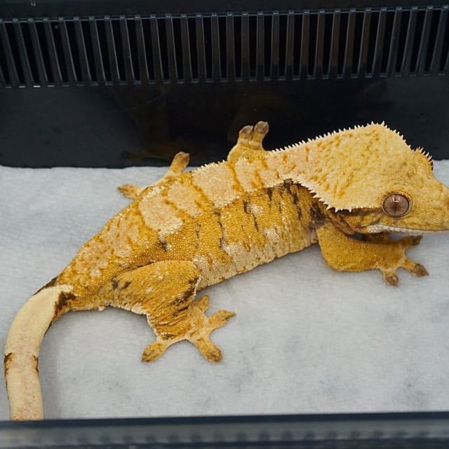 트라이