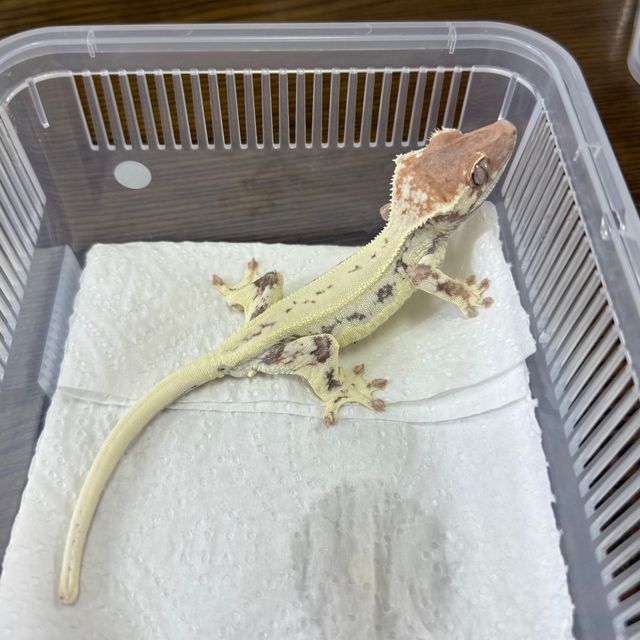 프라푸치노