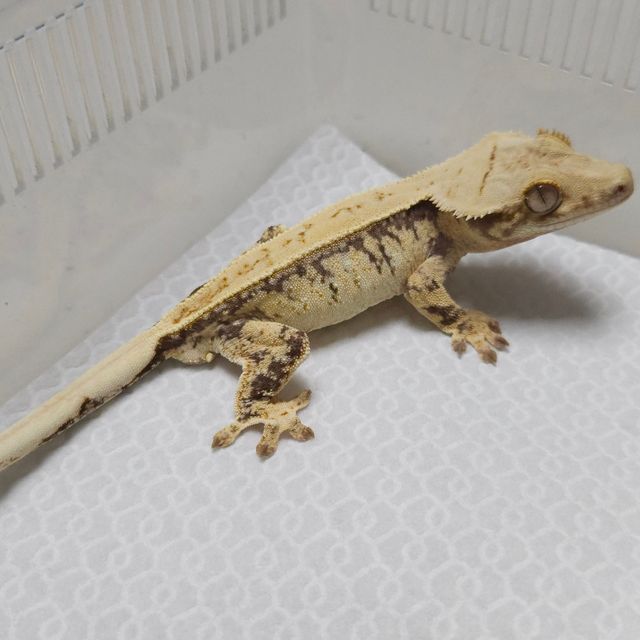 트라이
