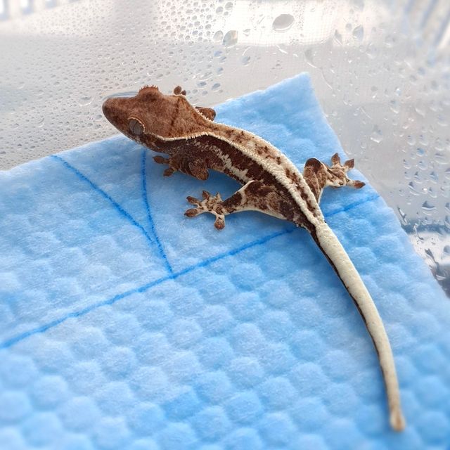 프라푸치노