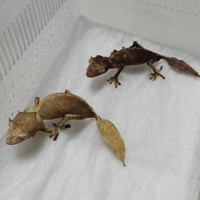 노멀