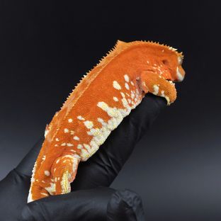 파도