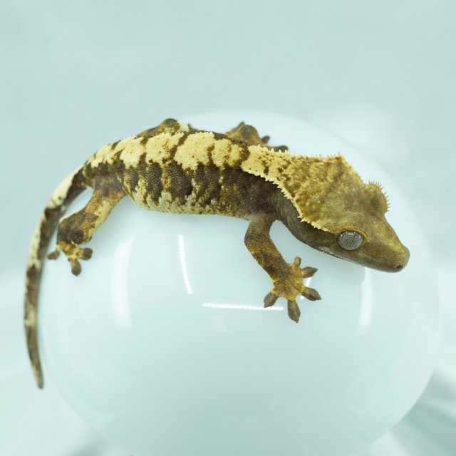 트라이 익스트림할리퀸