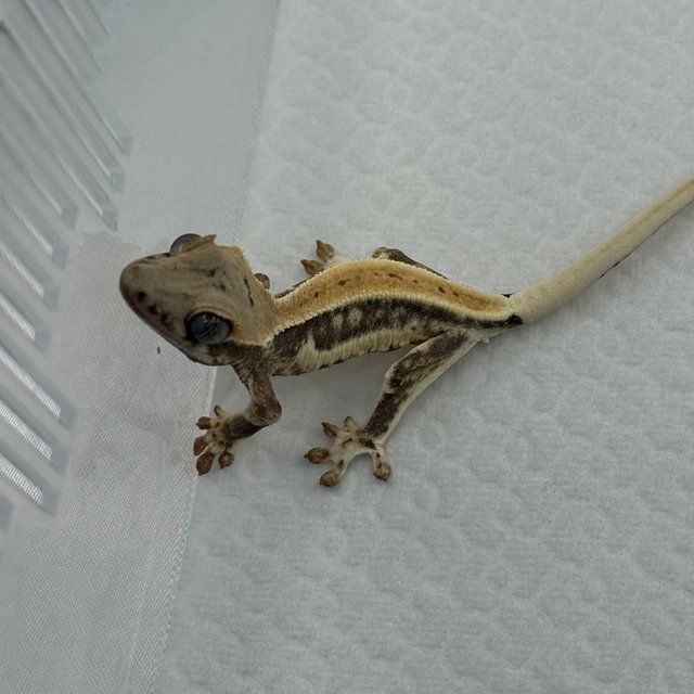 풀핀 릴리화이트