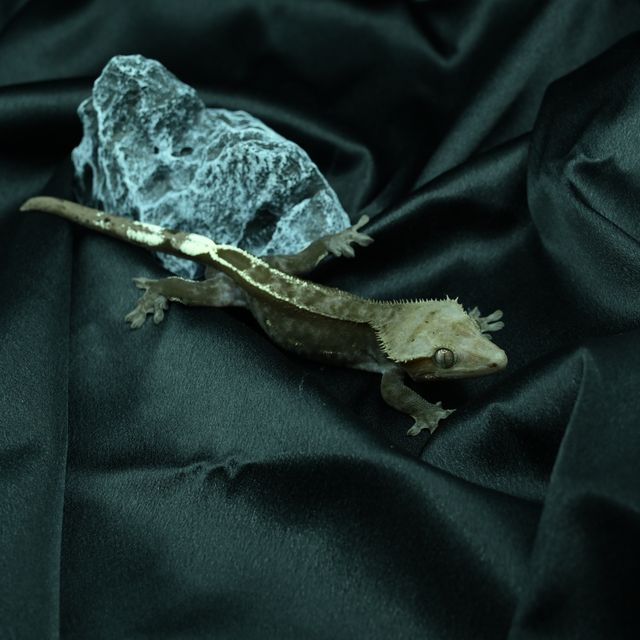 아잔틱