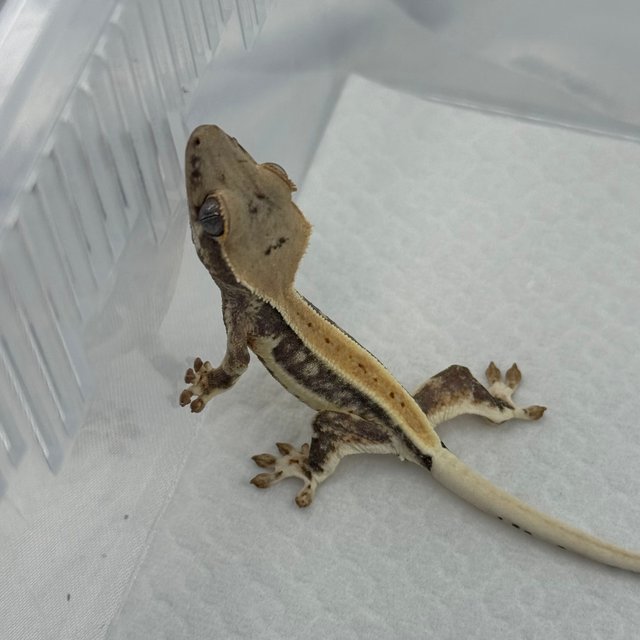 풀핀 릴리화이트