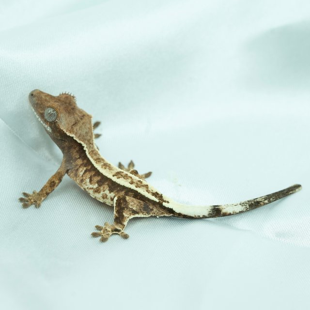 카푸치노 트라이