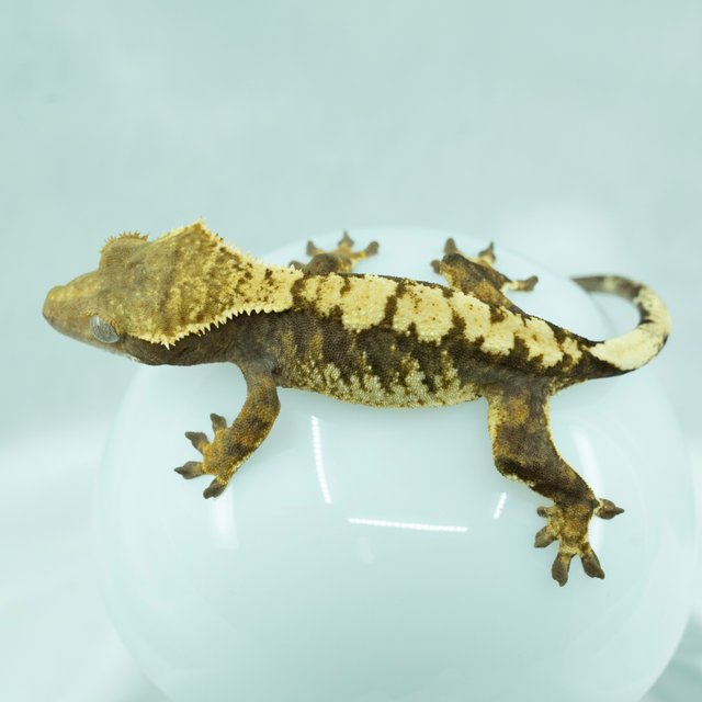 트라이 익스트림할리퀸