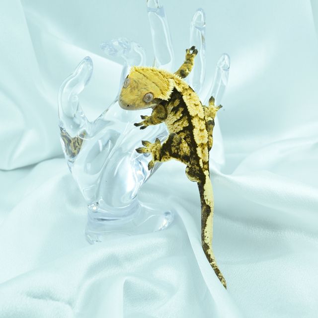 트라이 익스트림할리퀸 바브