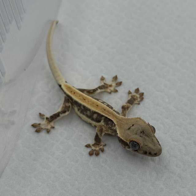 풀핀 릴리화이트