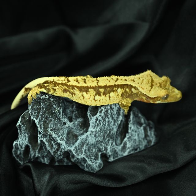 트라이 익스트림할리퀸