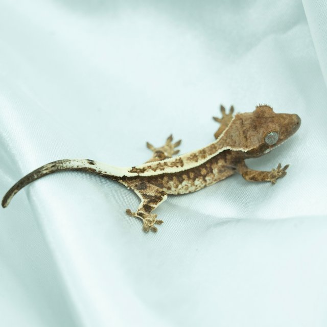 카푸치노 트라이