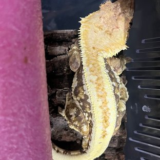 릴리화이트 트라이 옐로우