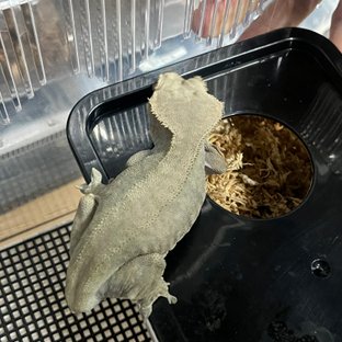 카푸치노 바이 챠콜 다크 벅스킨