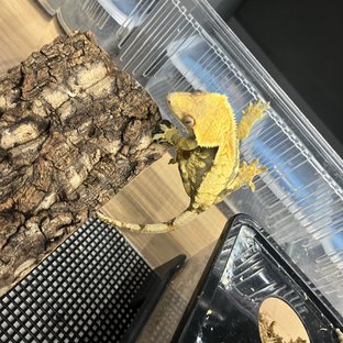 노멀 트라이 브린들 옐로우 익스트림할리퀸