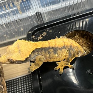 노멀 트라이 익스트림할리퀸 할로윈 텐저린 옐로우