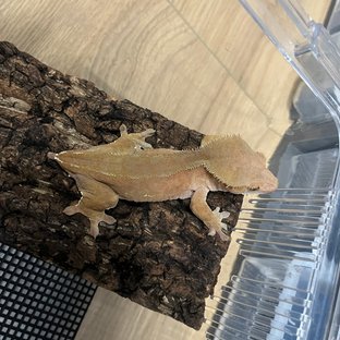 노멀 바이 레드