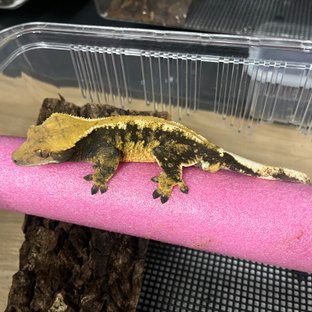 노멀 트라이 할로윈 텐저린 타이거 블랙