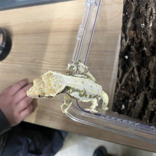 릴리화이트 트라이 옐로우 크림시클