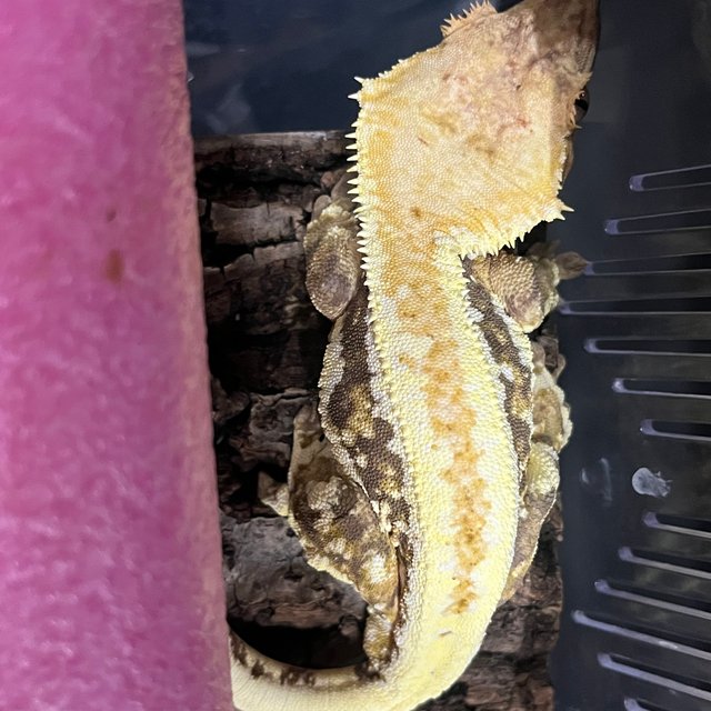 릴리화이트 트라이 옐로우