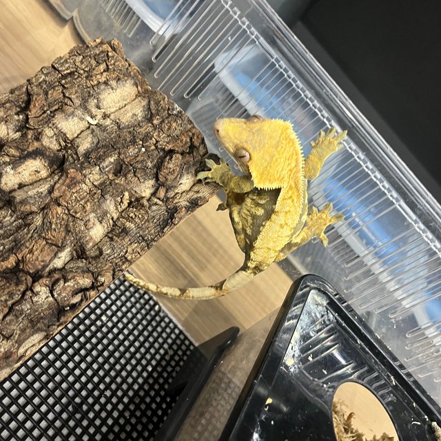 노멀 트라이 브린들 옐로우 익스트림할리퀸