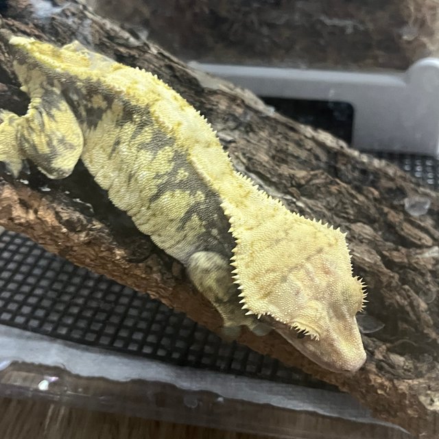 노멀 트라이 옐로우