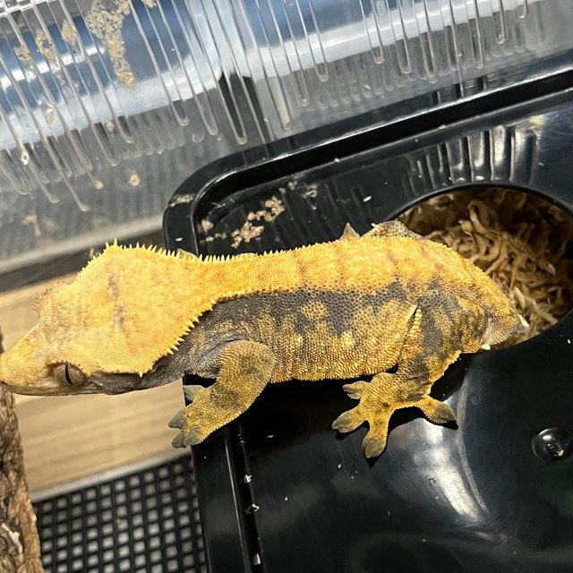 노멀 트라이 익스트림할리퀸 할로윈 텐저린 옐로우