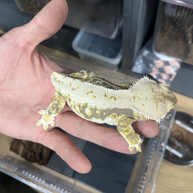 릴리화이트 트라이 크림 화이트