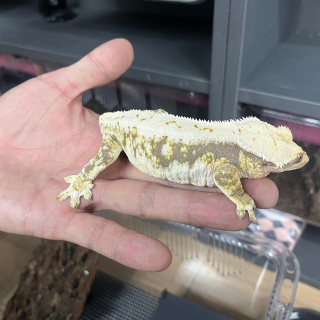 릴리화이트 트라이 크림 화이트