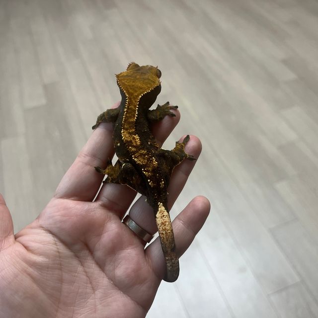 노멀 플레임 할리퀸 다크 블랙