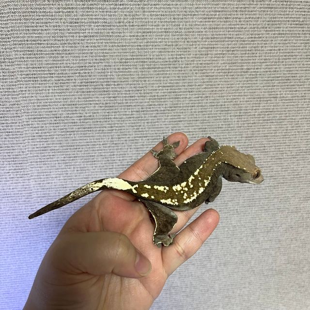 카푸치노 핀스트라이프 블랙 다크 챠콜
