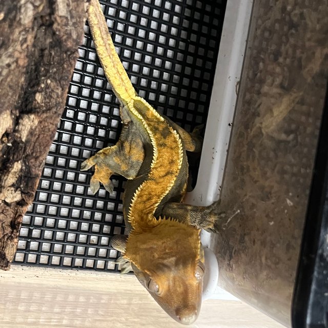 노멀 카푸치노 트라이