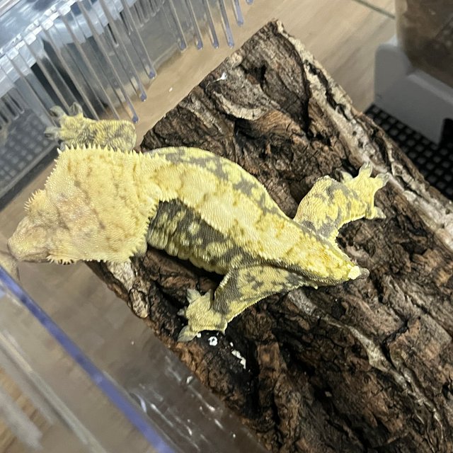 노멀 트라이 옐로우