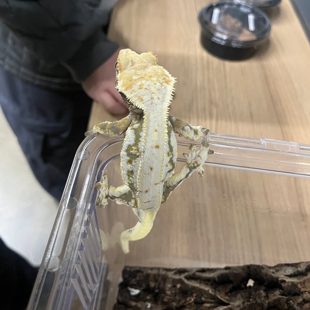 릴리화이트 트라이 옐로우 크림시클