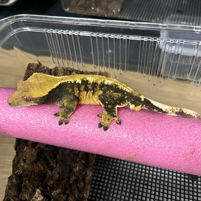 노멀 트라이 할로윈 텐저린 타이거 블랙