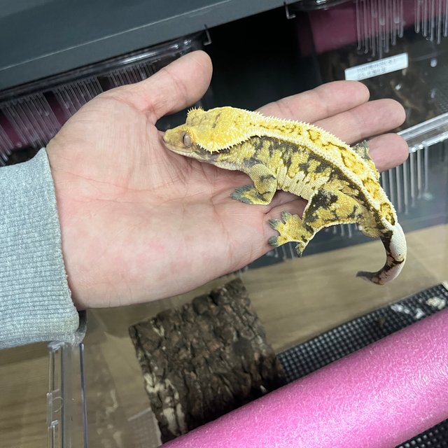 노멀 트라이 익스트림할리퀸 옐로우 텐저린