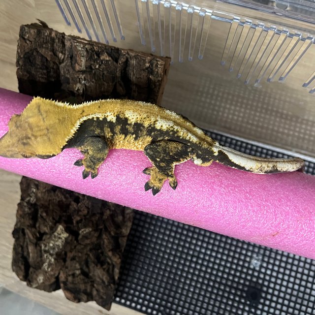 노멀 트라이 할로윈 텐저린 타이거 블랙