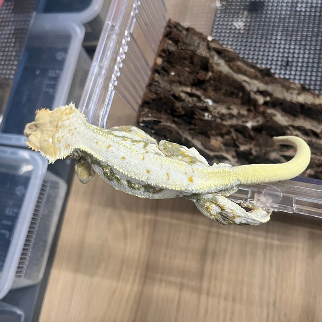 릴리화이트 트라이 옐로우 크림시클