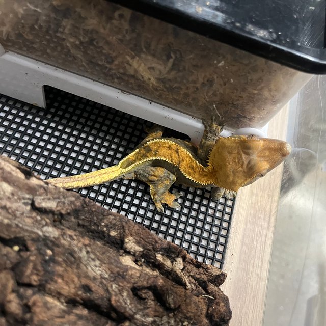 노멀 카푸치노 트라이