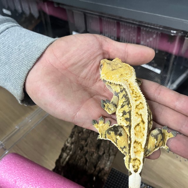 노멀 트라이 익스트림할리퀸 옐로우 텐저린