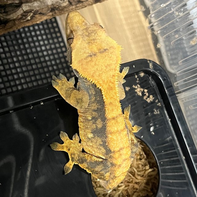 노멀 트라이 익스트림할리퀸 할로윈 텐저린 옐로우